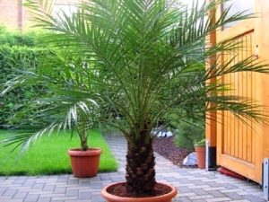 Финиковая пальма дома фото